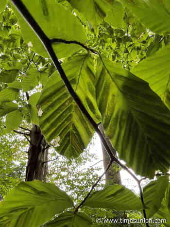Beech leaf disease spreading deeper into Adirondacks