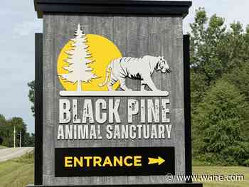 Lions, Tigers and Beer raises money for Black Pine Animal Sanctuary