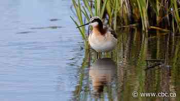 Alberta's new wetland drainage rules lead to concern from conservationists, praise from producers
