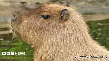 Former fugitive capybara Cinnamon toasts birthday