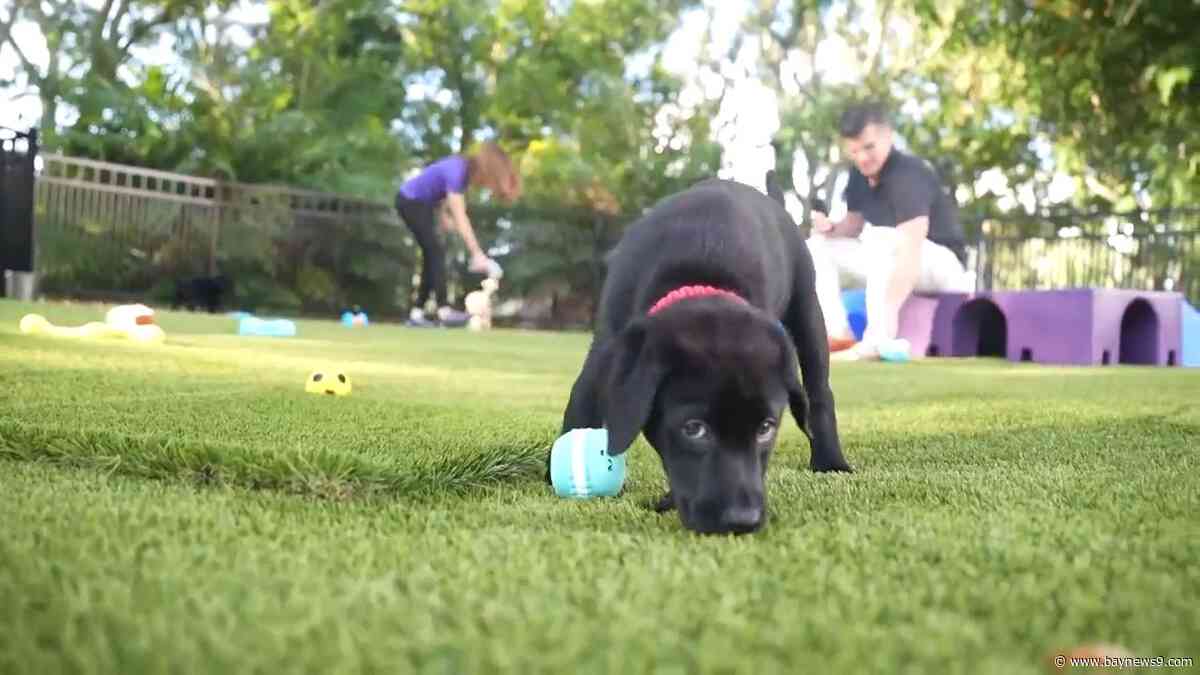 Dogs Inc. instructor urges pet hurricane plans before storms