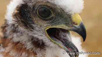 One of six chicks born to Britain's rarest bird of prey has been hit and killed by a train