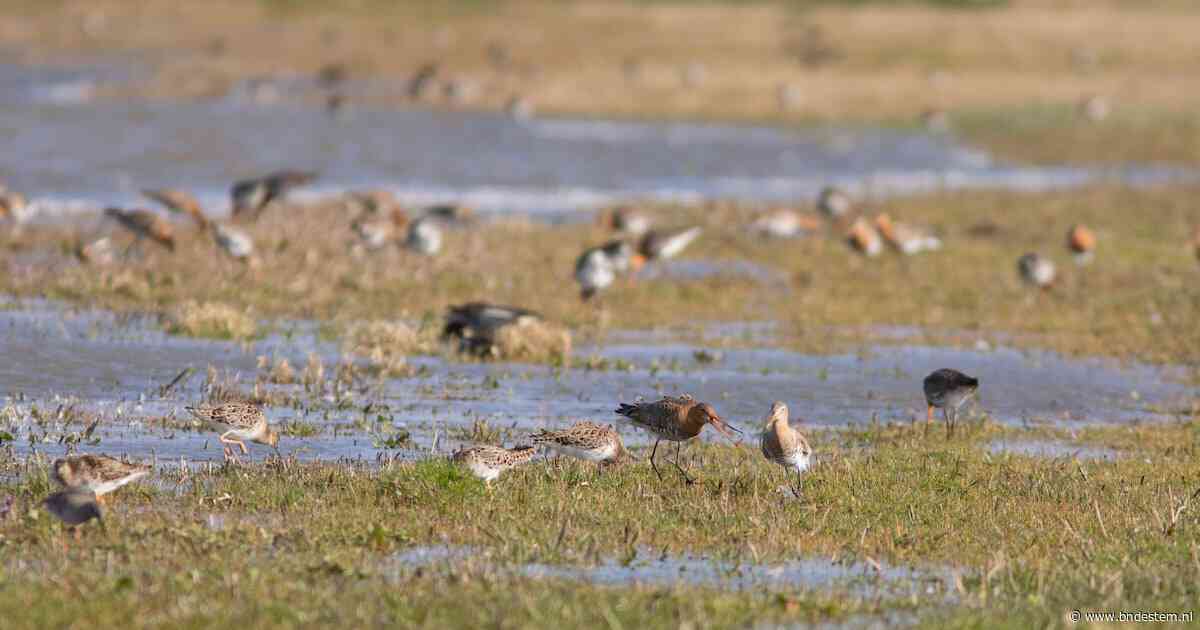 Onderzoekers slaan alarm over trekvogels: ‘Dit raakt ook Nederland’