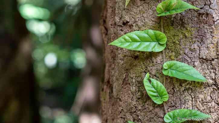 El Foro Mundial de la Ayahuasca debate sobre el presente y el futuro del brebaje amazónico