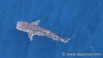 Extremely rare shark is spotted swimming through crystal clear waters of Pacific Ocean off the coast of California