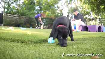 Dogs Inc. instructor urges pet hurricane plans before storms
