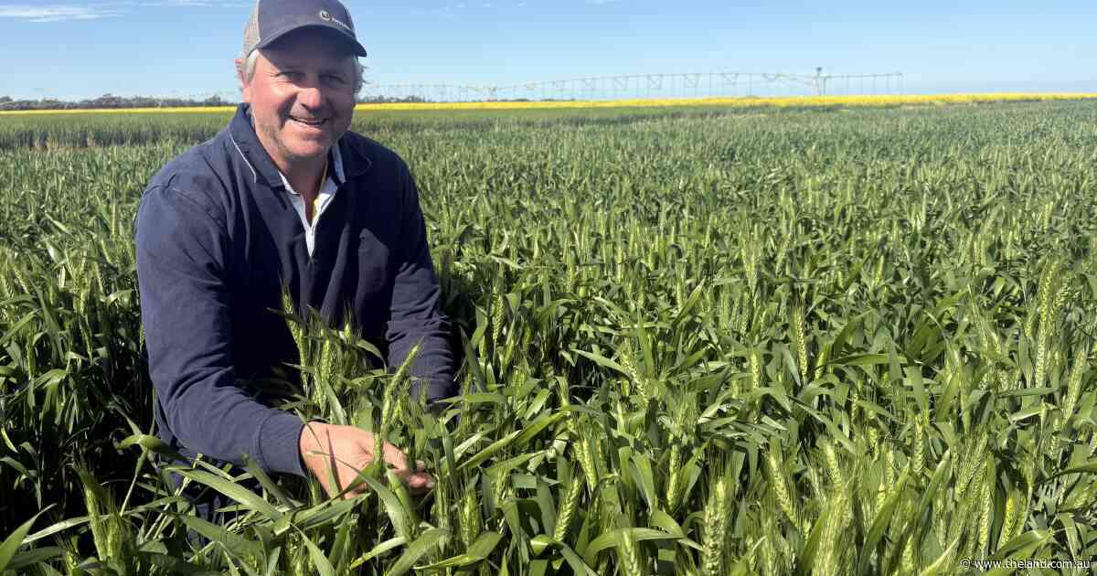 'Goldilocks' season has growers fend off disease to bring bumper crops