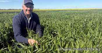 'Goldilocks' season has growers fend off disease to bring bumper crops