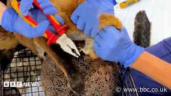 Watch: Vets remove garden lantern from fox's head