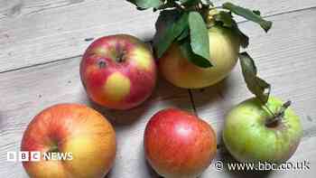 Experts identify new apple from decades-old tree
