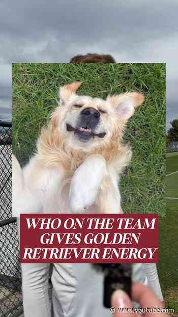 🐶🐾 CERTIFIED GOLDEN RETRIEVER ENERGY