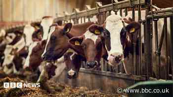 Farmer, 87, suffered 'unsurvivable' injuries after being struck by cow