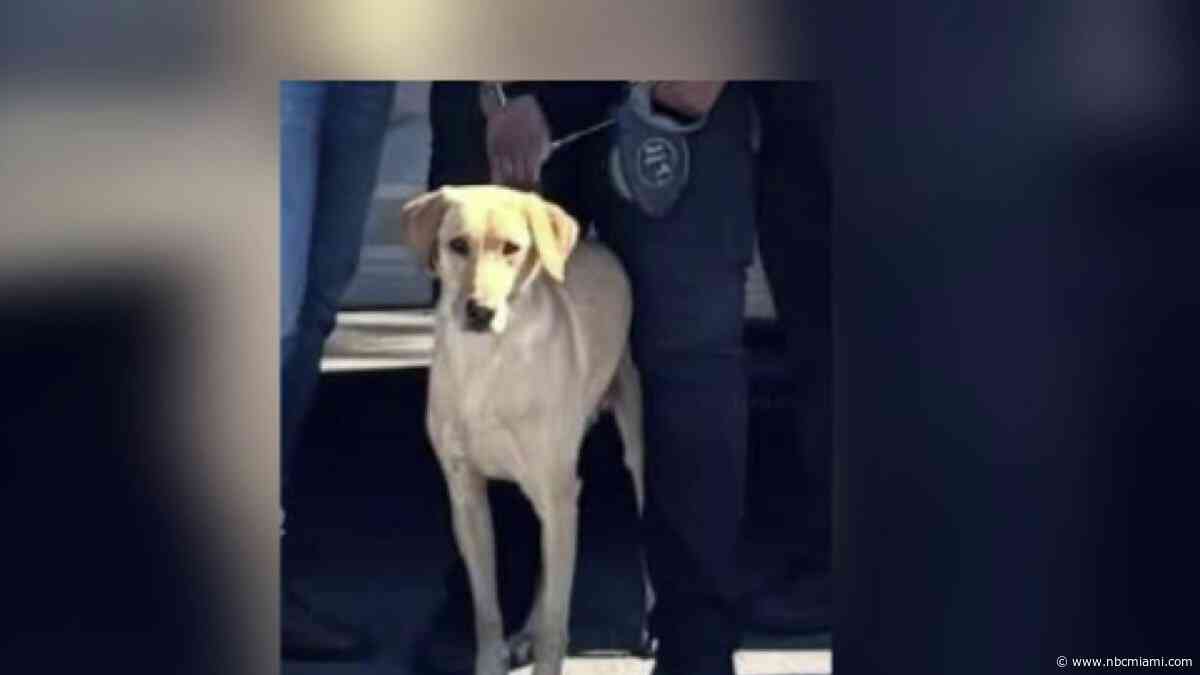 Miami Gardens Police find missing K-9 that was struck by car