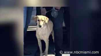 Miami Gardens Police find missing K-9 that was struck by car