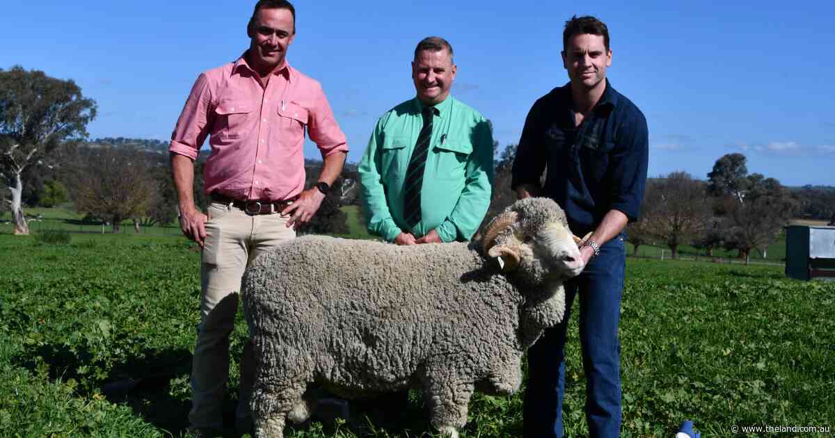 'Sheer structure' behind sale high Merino as wool market bolsters Merryville