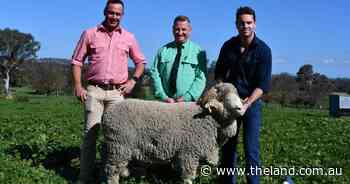 'Sheer structure' behind sale high Merino as wool market bolsters Merryville