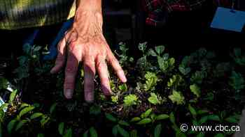Windermere, B.C., farm tests strawberry varieties to build local food resilience
