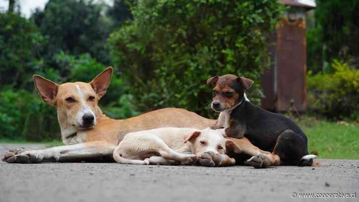Hombre fue detenido por faenar y cocinar a perro cachorro en La Pintana