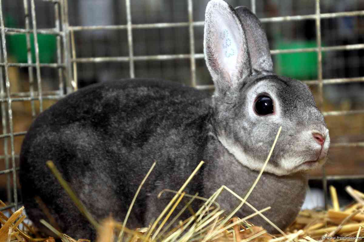 Nach über 20 Jahren: Kleintierzüchter aus Göritzhain/Stein richten Kreisjungtierschau aus