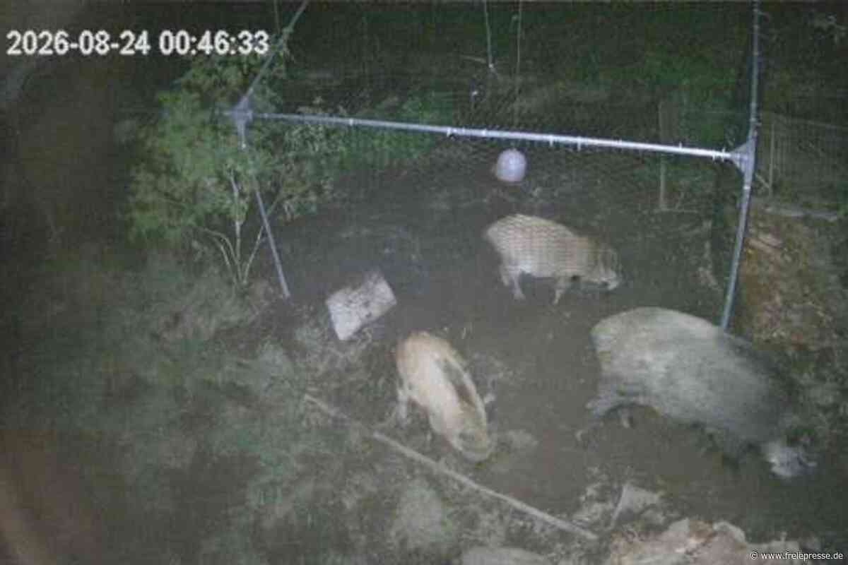Wildschwein-Familie wird für Anwohner im Erzgebirge zur Plage