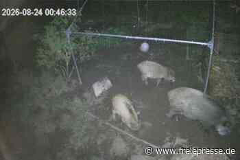 Wildschwein-Familie wird für Anwohner im Erzgebirge zur Plage