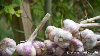 Knoblauch aus dem eigenen Garten: Was Sie beim Pflanzen im Herbst beachten müssen