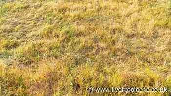 Revive your yellow and patchy lawn with 1 simple bathroom item gardeners love
