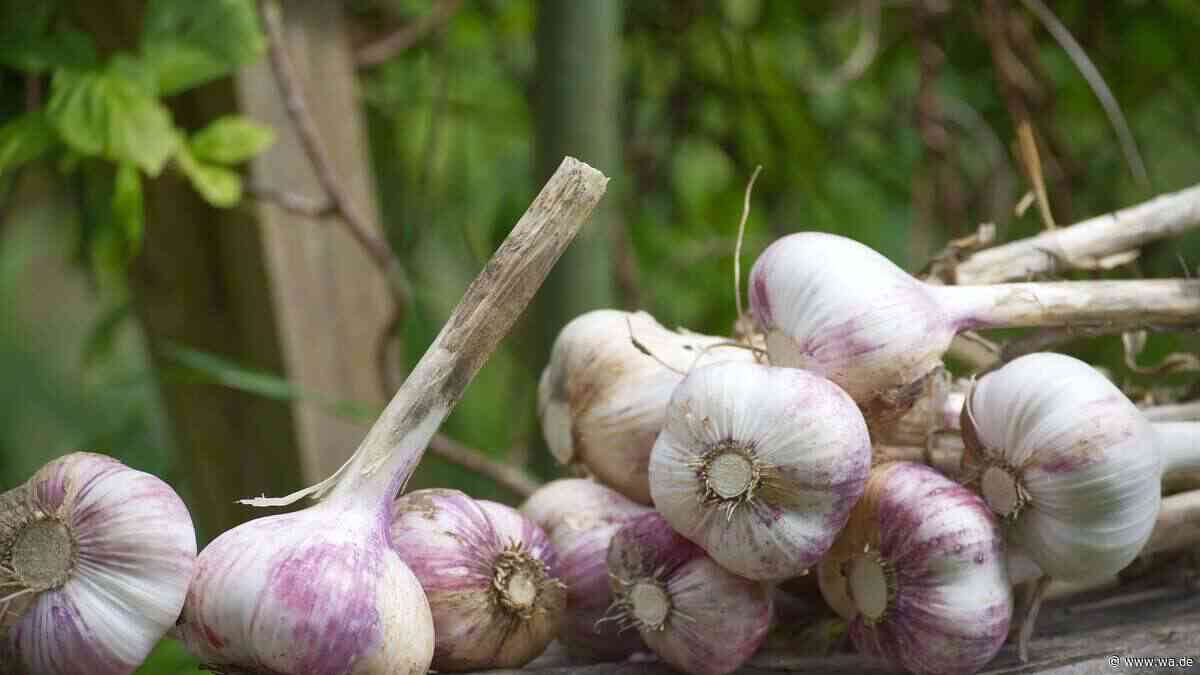 Knoblauch aus dem eigenen Garten: Was Sie beim Pflanzen im Herbst beachten müssen