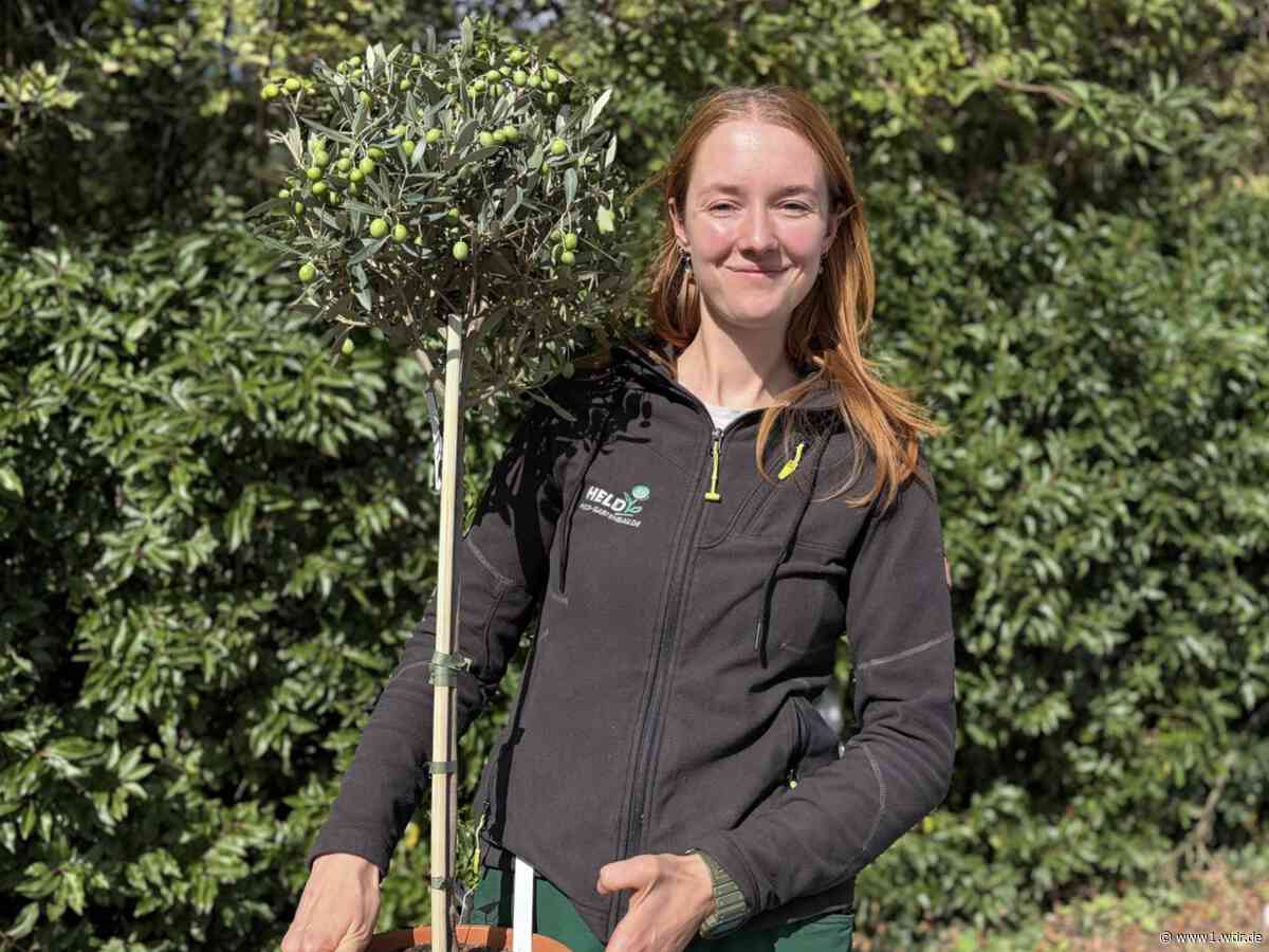 Deshalb wachsen auf Bonner Gräbern Oliven und Feigen