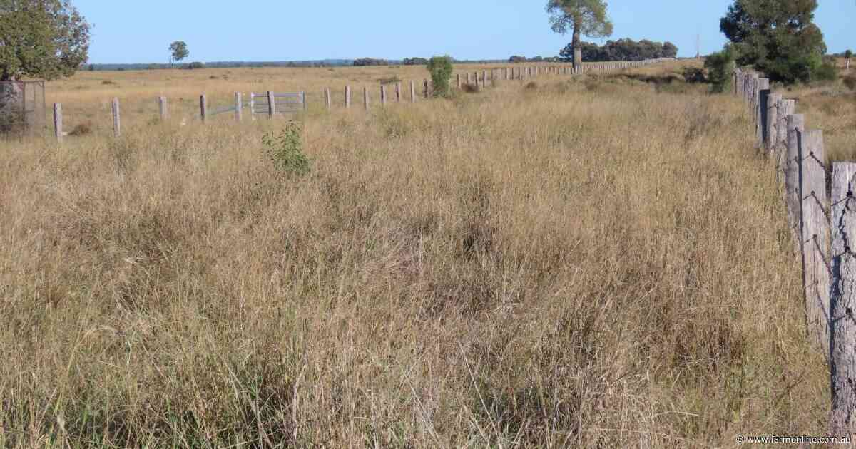Gilgai delivers outstanding Western Downs cattle fattening country