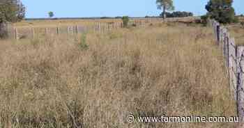 Gilgai delivers outstanding Western Downs cattle fattening country