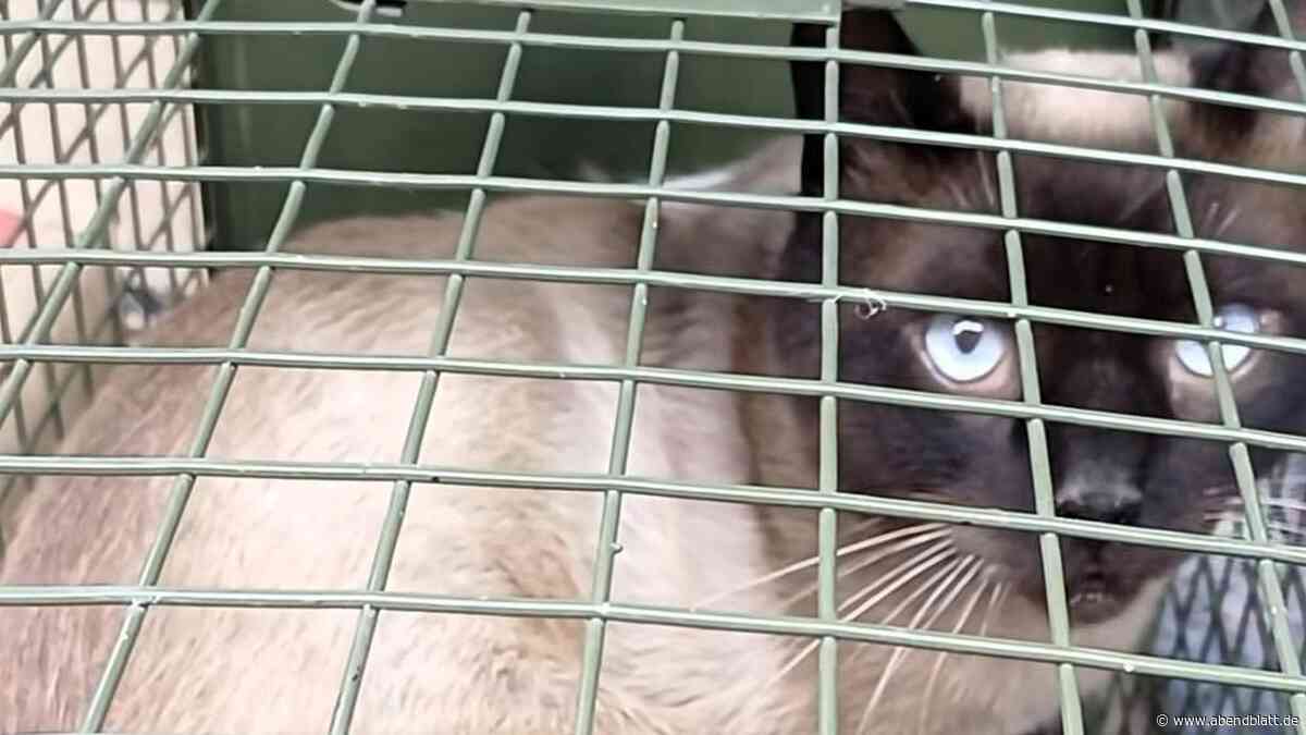 Tierschützer beklagen: In Hamburg werden immer häufiger Rassekatzen ausgesetzt