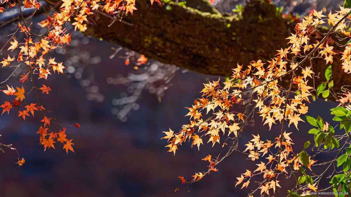 Japanese Maples will stay vibrant for longer if gardeners follow key RHS advice