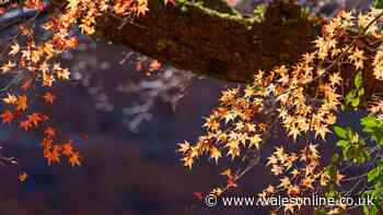Japanese Maples will stay vibrant for longer if gardeners follow key RHS advice