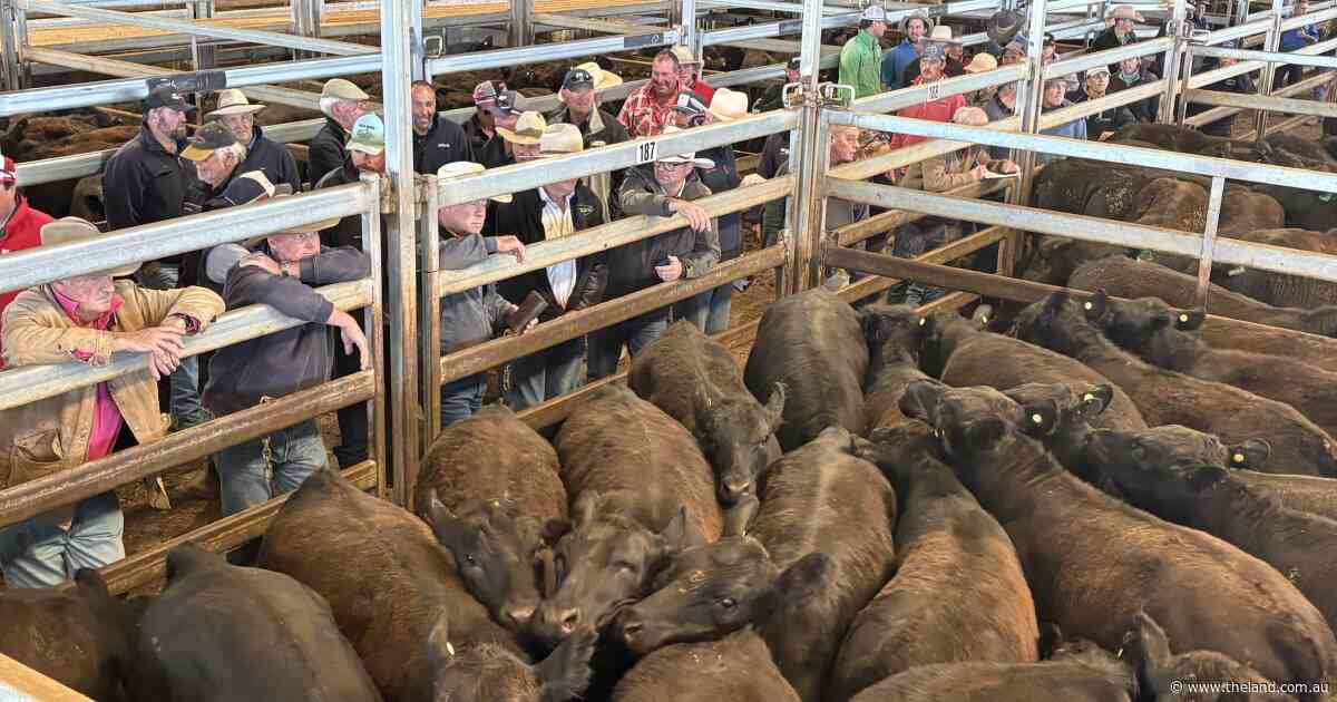 More than a 'flash in the pan': confidence lifts weaner prices above 780c/kg