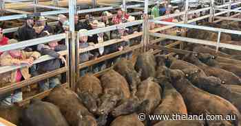 More than a 'flash in the pan': confidence lifts weaner prices above 780c/kg