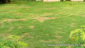 Yellow lawns may turn dark green if you add this 1 natural item to the soil