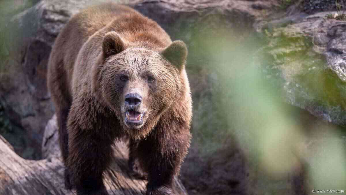 Naturschauspiel führt zu Notruf: Wanderer fürchtet Bärenangriff in Allgäuer Alpen – Polizei erklärt den Grund
