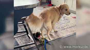 „Nicht mehr lustig“: Dieses Video mit Welpe und Golden Retriever spaltet das Internet