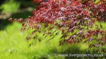 RHS tells gardeners to do key task now to keep leaves on Japanese Acers for longer