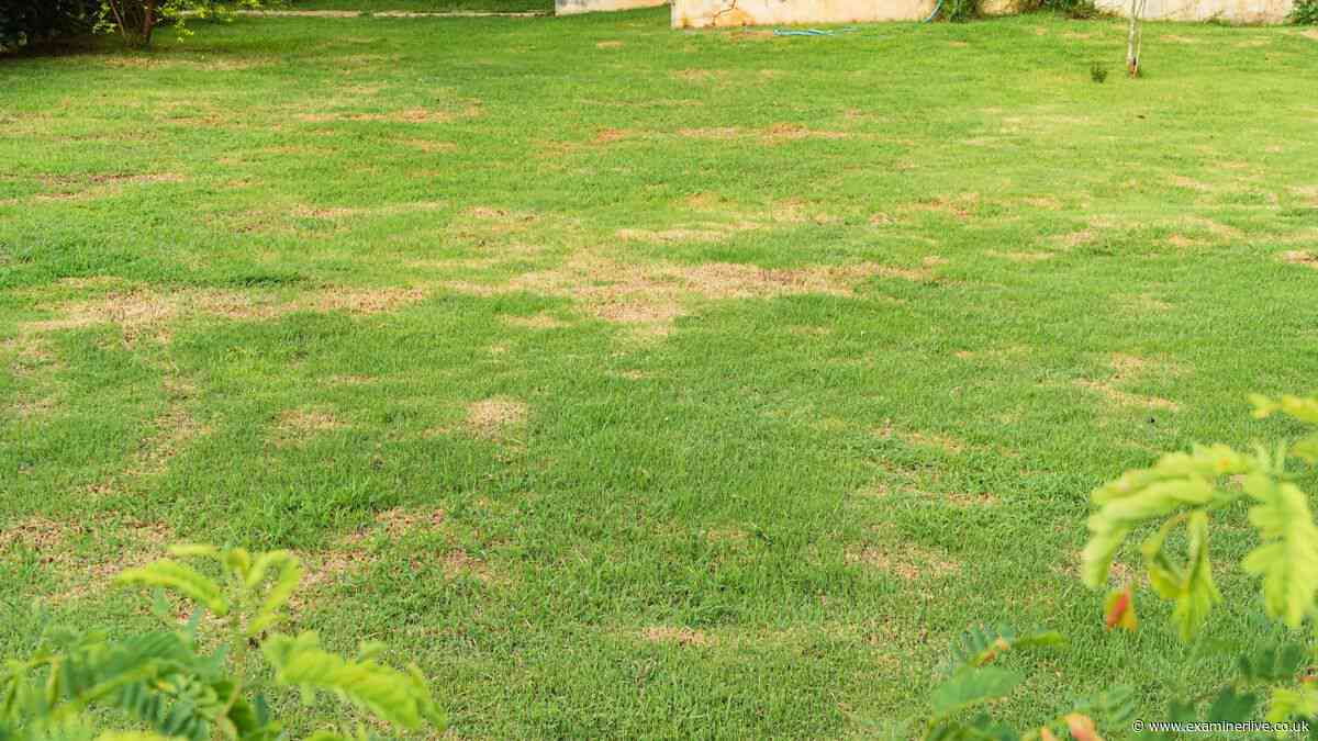 Yellow lawns may turn dark green if you add this 1 natural item to the soil