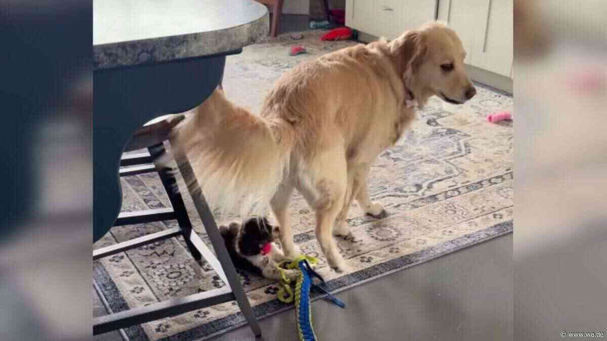 „Nicht mehr lustig“: Dieses Video mit Welpe und Golden Retriever spaltet das Internet