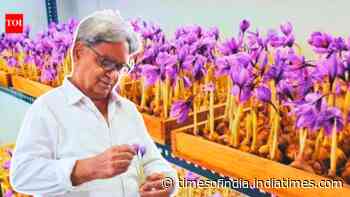 In 2019, an engineer cultivated saffron in a Noida room; ₹6 lakh setup now earns ₹3.5 lakh per month