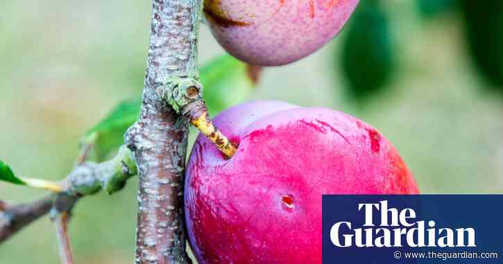 Country diary: Notice anything wrong with this ripe, succulent plum? | Claire Stares