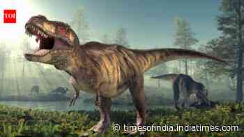 Adult T. Rex Trackway Found: four connected footprints reveal walking gait; speed near 4 mph