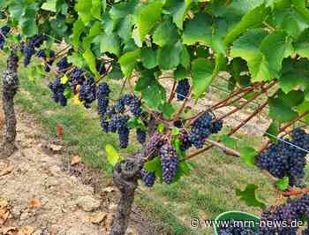 Speyer – Erfolgreiche Weinlese im Ruländerweinberg der Stadt