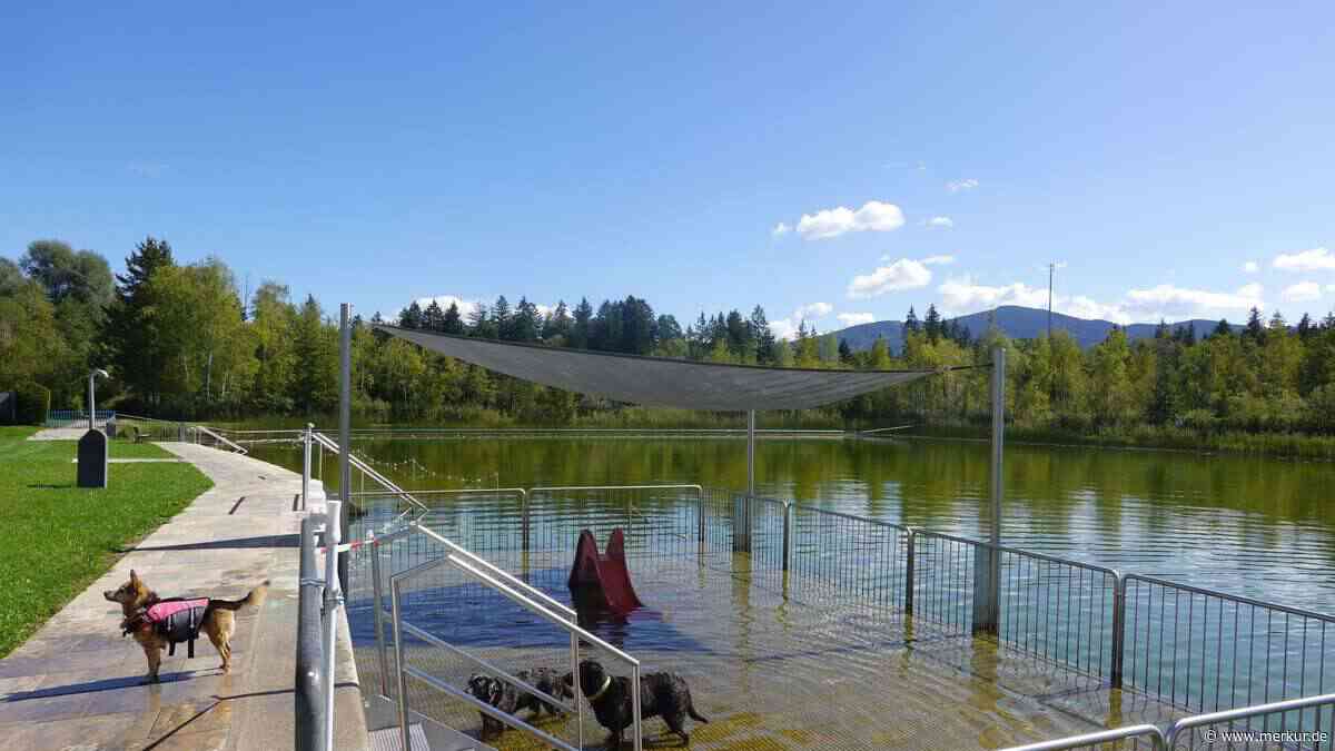 Tölz live: Saisonabschluss mit Hundeschwimmen