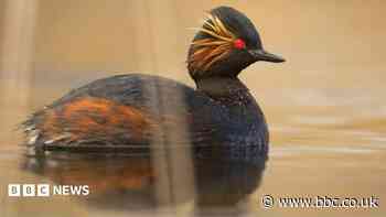 Restored wetland becomes haven for rare birds