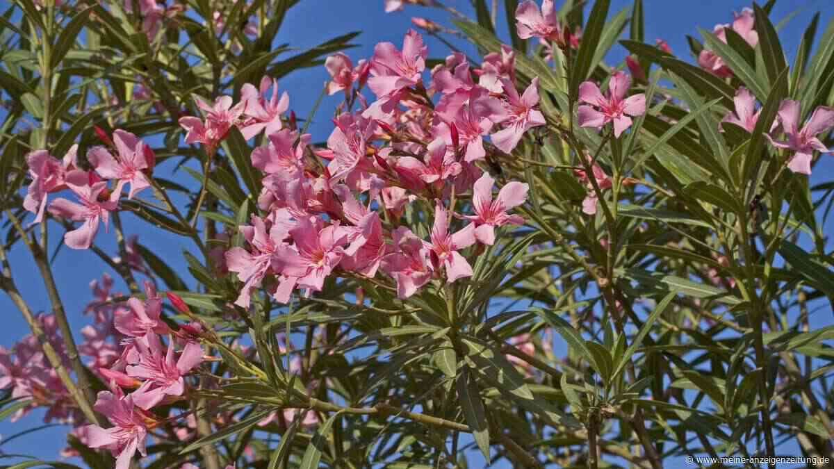 Oleander vor dem Winter schneiden: Diese drei Stellen entscheiden über die Blüte