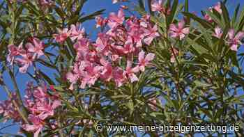 Oleander vor dem Winter schneiden: Diese drei Stellen entscheiden über die Blüte